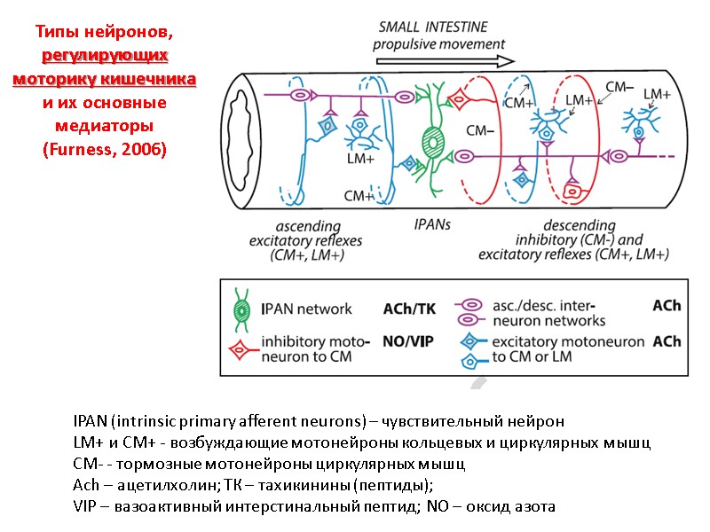Типы нейронов, регулирующих моторику кишечника и их основные медиаторы  (Furness, 2006) IPAN (intrinsic